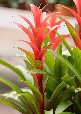 guzmania lingulata