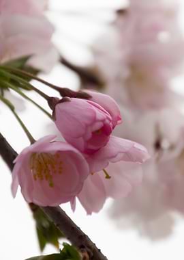pink flowers on tree
