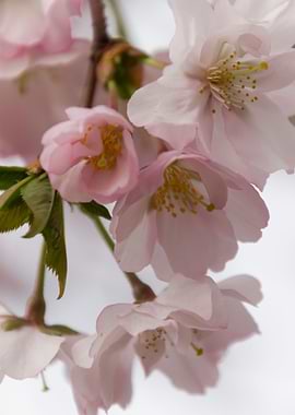 pink flowers on tree