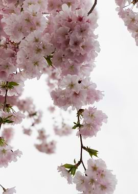 pink flowers on tree