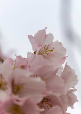 pink flowers on tree