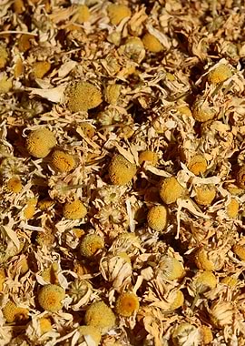 Chamomila recutita flowers