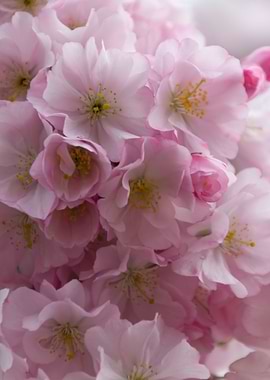 pink flowers on tree