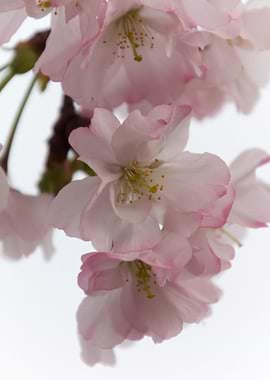 pink flowers on tree