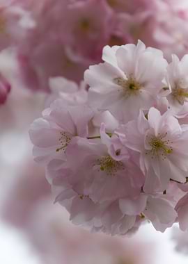 pink flowers on tree