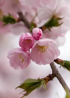 pink flowers on tree