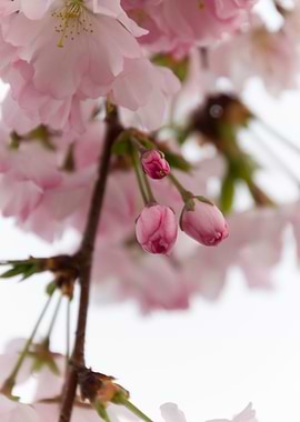 pink flowers on tree