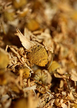 Chamomila recutita flowers