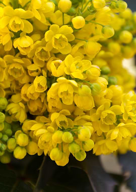 mahonia in the garden