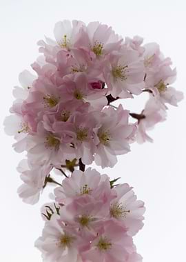 pink flowers on tree