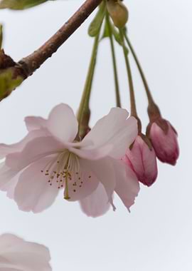 pink flowers on tree