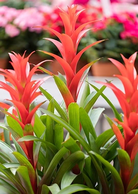 guzmania lingulata