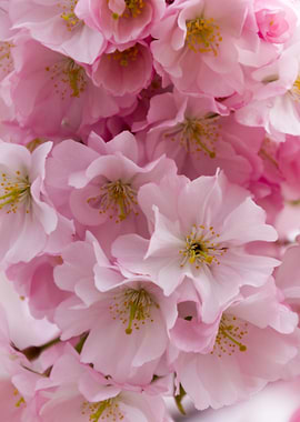 pink flowers on tree