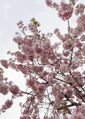 pink flowers on tree