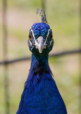 colorful peacock