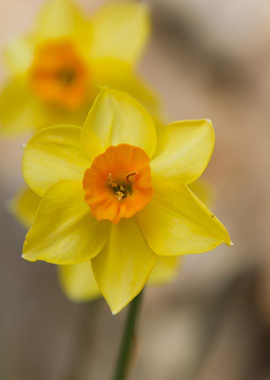 narcissus flower