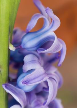 hyacinth flower