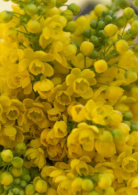 mahonia in the garden