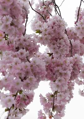 pink flowers on tree
