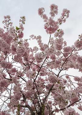 pink flowers on tree