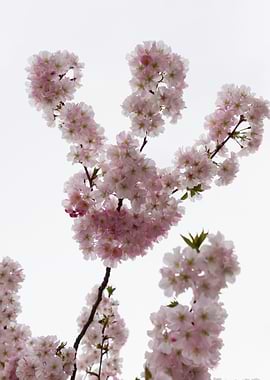 pink flowers on tree