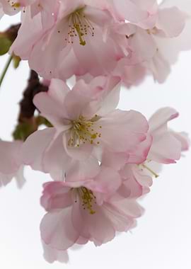 pink flowers on tree