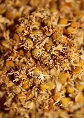 Chamomila recutita flowers