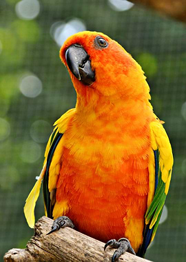 Cute Parrot