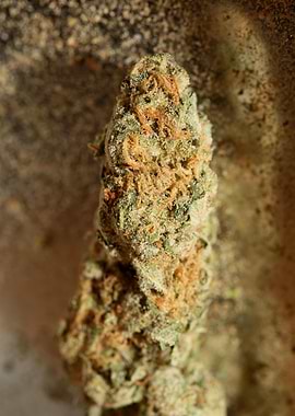 Marihuana super lemon haze