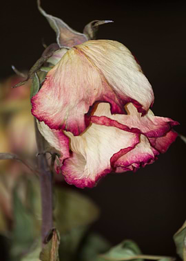 dry rose