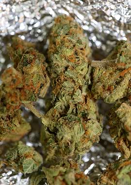 Marihuana super lemon haze