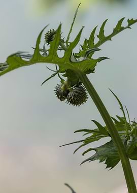 wildflower in the mountain