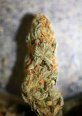 Marihuana super lemon haze