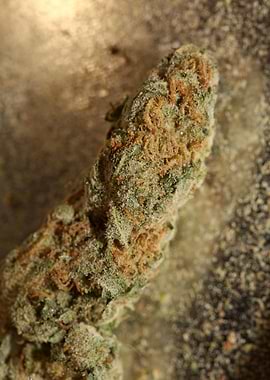 Cannabis super lemon haze