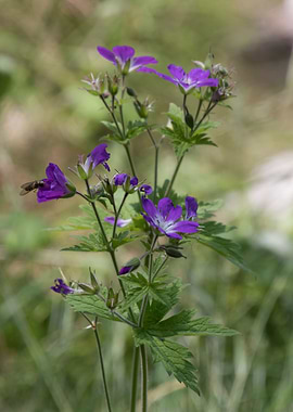 wildflower in the mountain