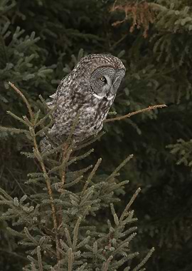 Listening for his prey