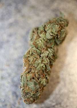 Cannabis super lemon haze