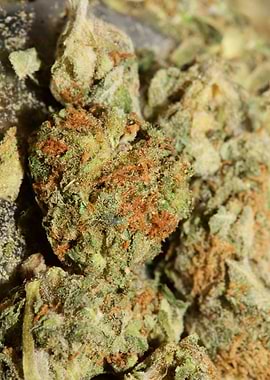 Marihuana super lemon haze