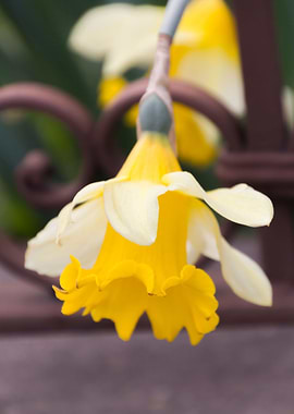 narcissus flower in the ga
