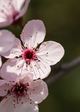 peach blossom in spring