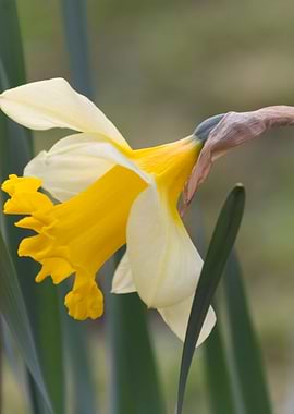 narcissus flower in the ga