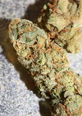 Buds super lemon haze pure