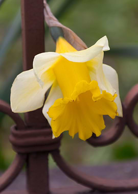 narcissus flower in the ga