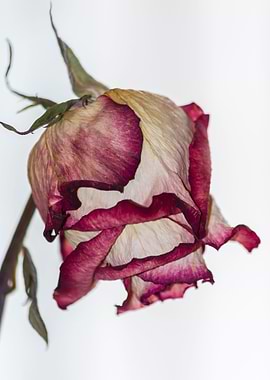 dry rose