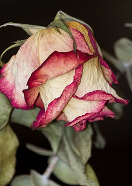dry rose