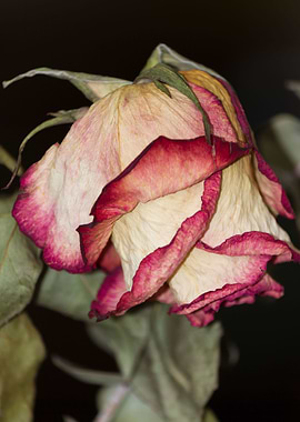 dry rose