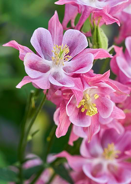 aquilegia flower in bloom