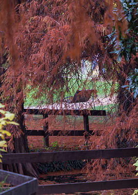 tree in the park in autumn