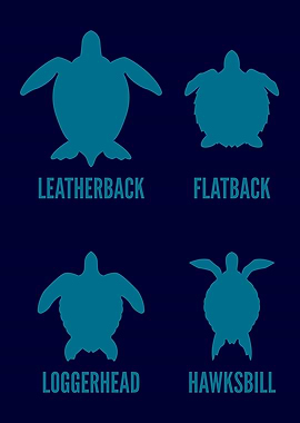 TYPES OF TURTLES Turtle
