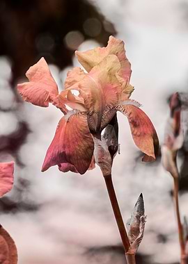 iris gladiolus in bloom